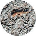 Stacey Gibson profile picture